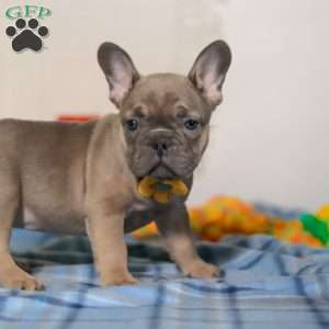 Murphy, Frenchton Puppy